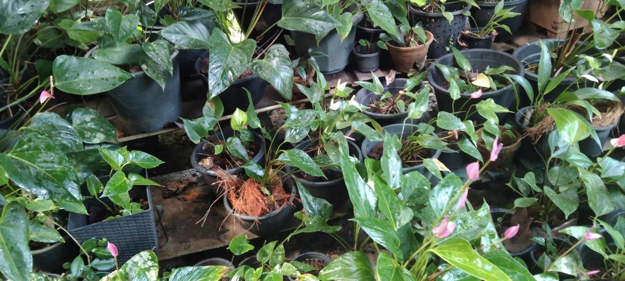 Kanneliya Eco Garden Hotel Koralegama Kültér fotó